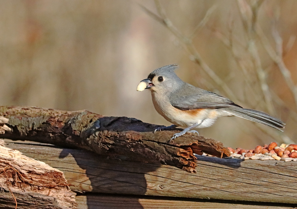 Tufted Titmouse Print