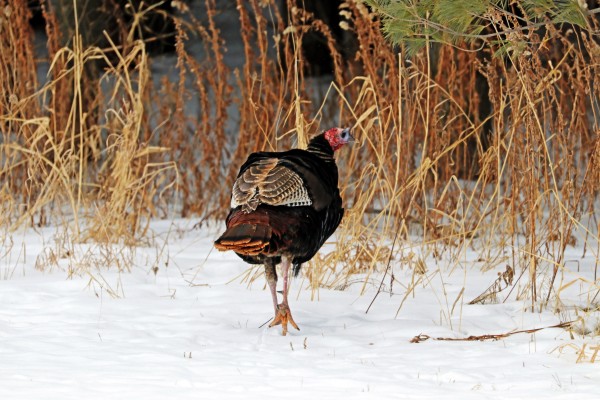 Turkey Butt Print