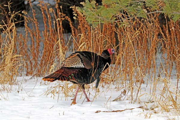 Turkey Walk Print