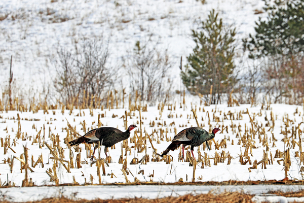 Turkeys In A Hurry by Deb Oppermann