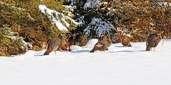Turkeys In The Snow by Deb Oppermann