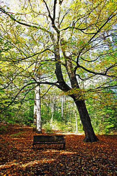 Under The Autumn Maple Print
