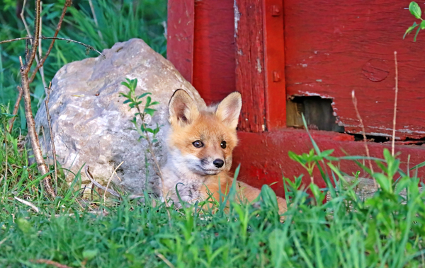 Waiting for Mom Fox Kit by Deb Oppermann