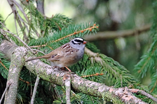 White Crowned Sparrow In Spruce Tree Print