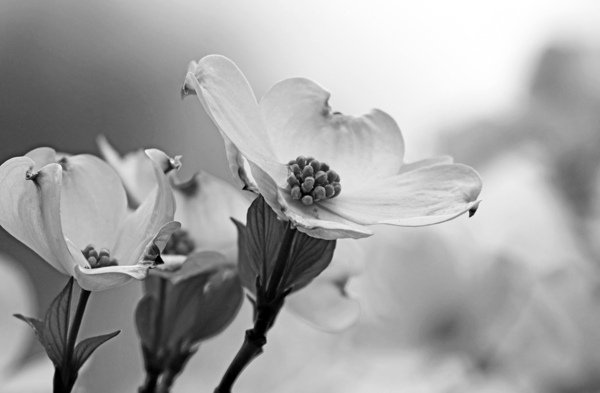 White Dogwood Black And White Print