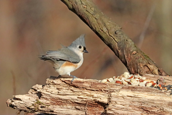 Windblown Tufted Titmouse Print