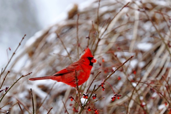 Winter Red Cardinal Print