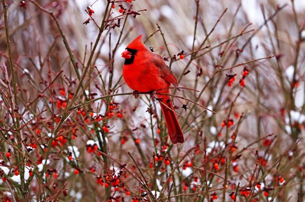 Winter Red Print