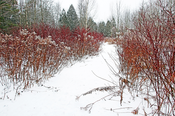Winter Colors Print