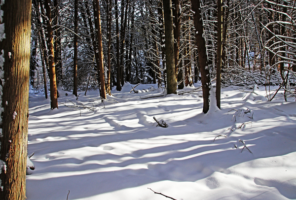 Winter Forest Light And Shadow Print