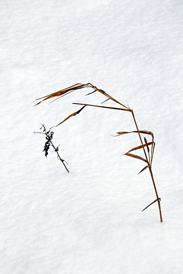 Winter Grass by Deb Oppermann