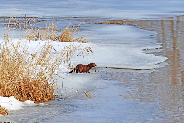 Winter Mink Print