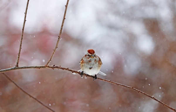 Winter Sparrow Print