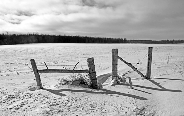 Wood Fence Posts In Winter Black And White Print