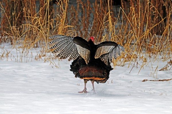 Yah  Yah... Talk To The Wings by Deb Oppermann