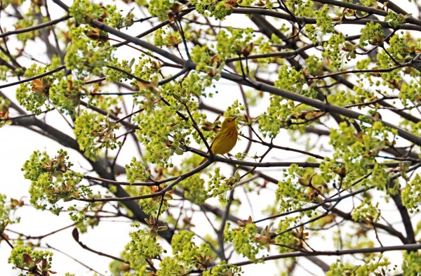 Yellow Warbler In Spring Maple Tree Print