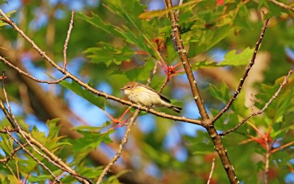 Yellow Rumped Warbler In Oak Tree by Deb Oppermann