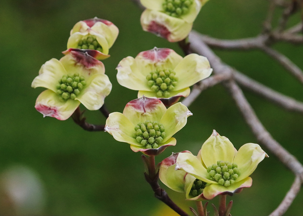 Yellow Dogwood Print