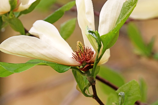 Yellow Magnolia In Bloom by Deb Oppermann