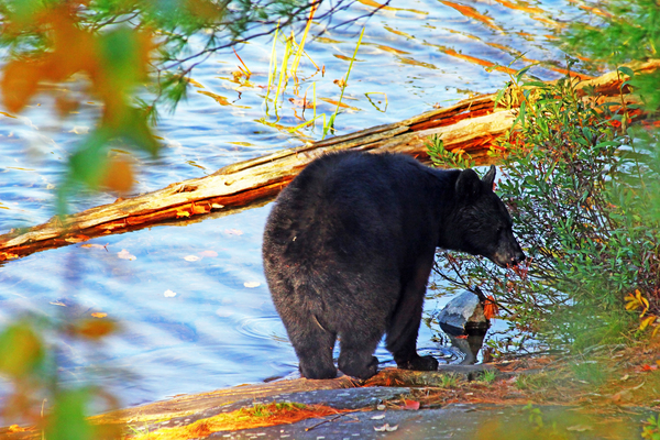 Black Bear Print