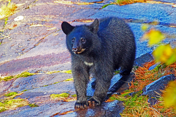 Baby Bear by Deb Oppermann