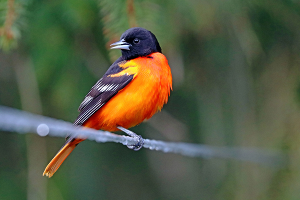 Baltimore Oriole On The Line by Deb Oppermann