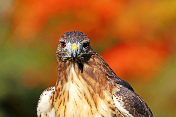Red Tailed Hawk Stare Print