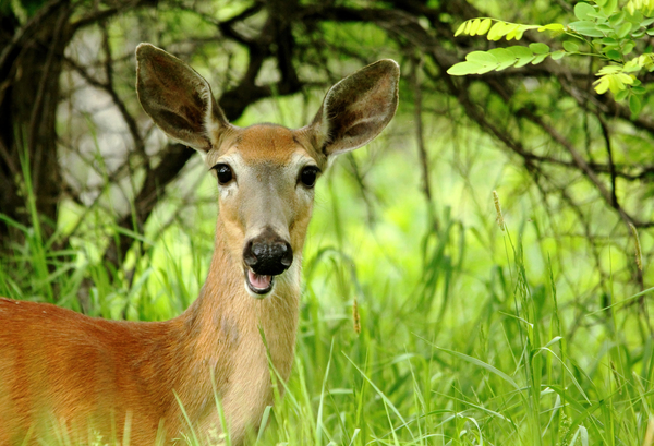 White   Tailed Deer Close Up by Deb Oppermann