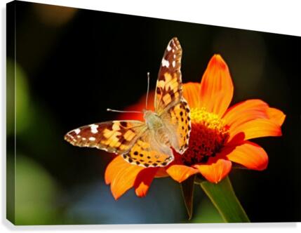 The Lady Canvas Print