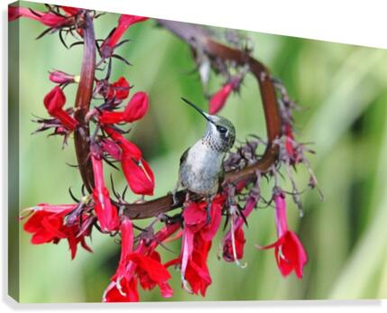 Lobelia Perch  Canvas Print