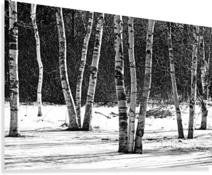 Birches And Dogwood Black And White  Canvas Print