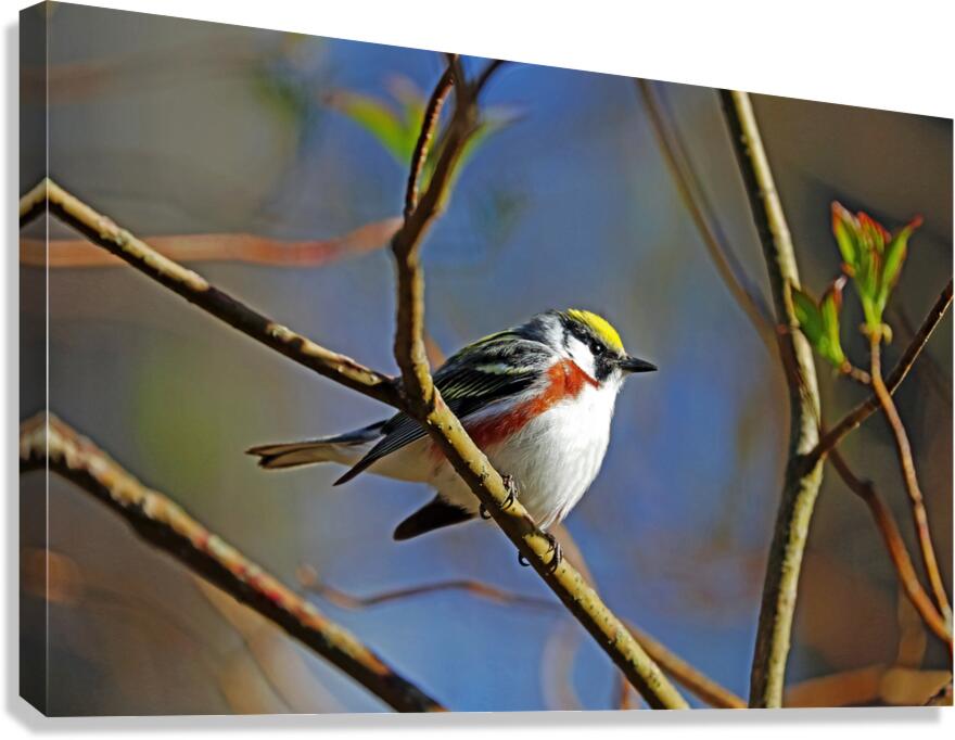 Chestnut Sided Warbler Highlighted In Morning Light Canvas Print