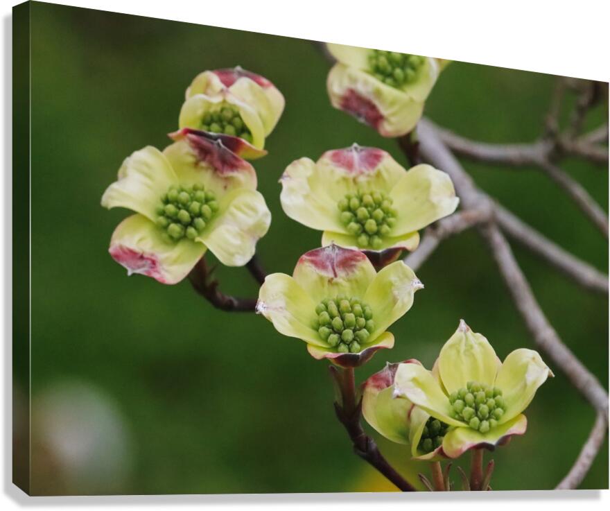 Yellow Dogwood Canvas Print