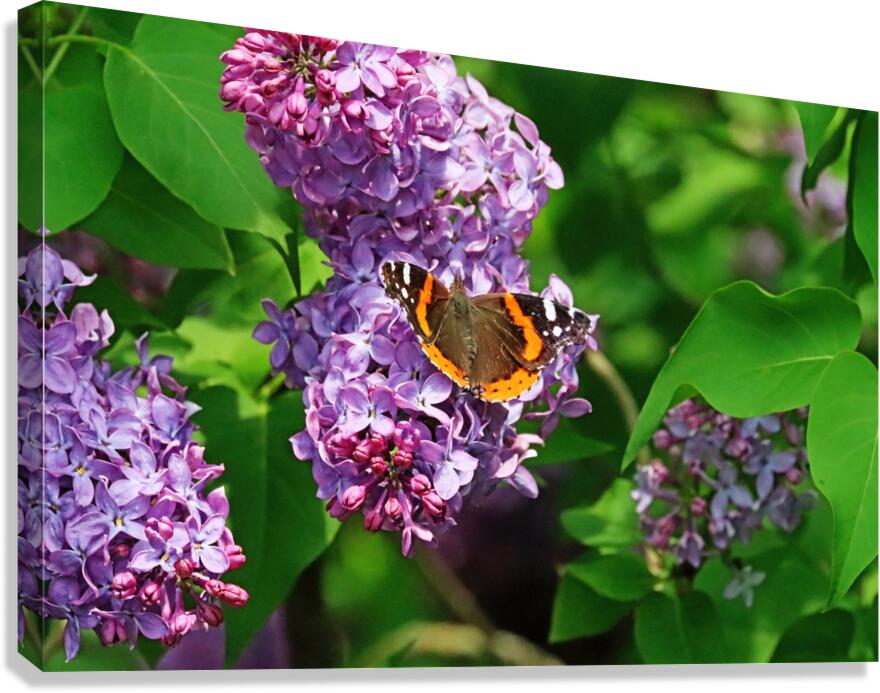 Red Admiral And Lilacs III Canvas Print