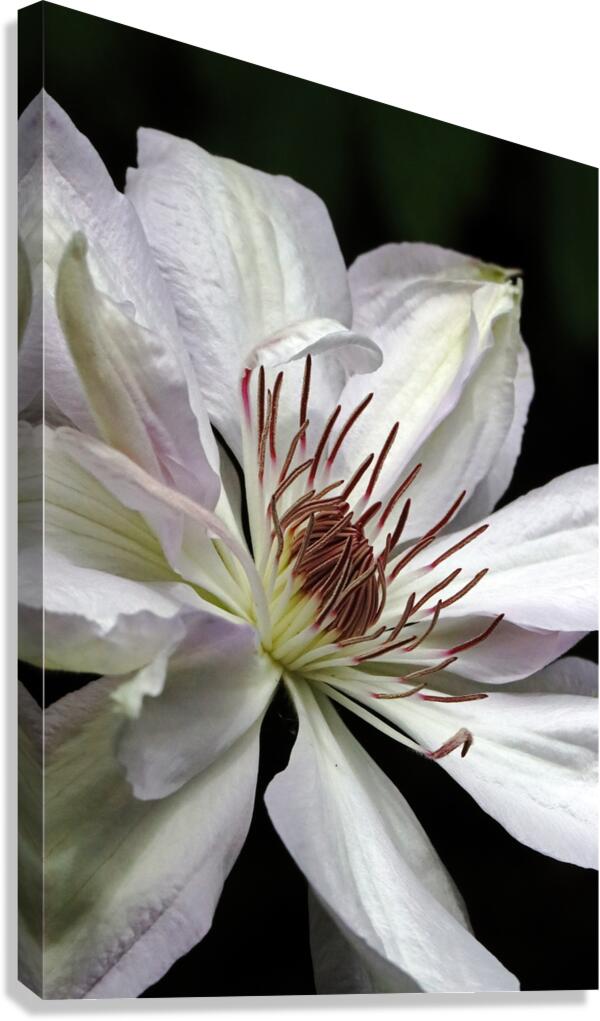 Hints Of Purple And Green Clematis Canvas Print