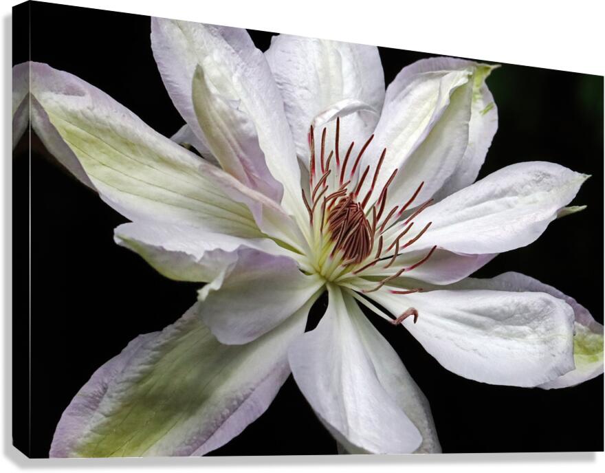 Hints Of Purple Clematis Canvas Print