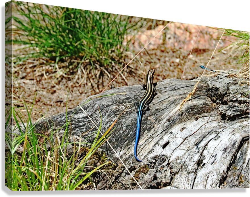 Lizard And Dragonfly Canvas Print