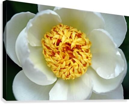 Classic White Peony  Canvas Print