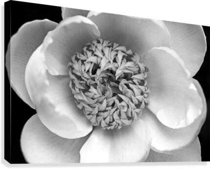 Classic White Peony Black And White  Canvas Print
