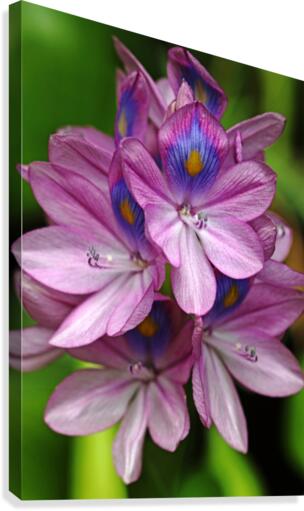 Water Hyacinth Canvas Print