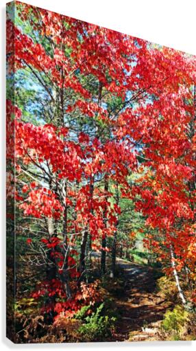 Colorful Fall Trail  Canvas Print