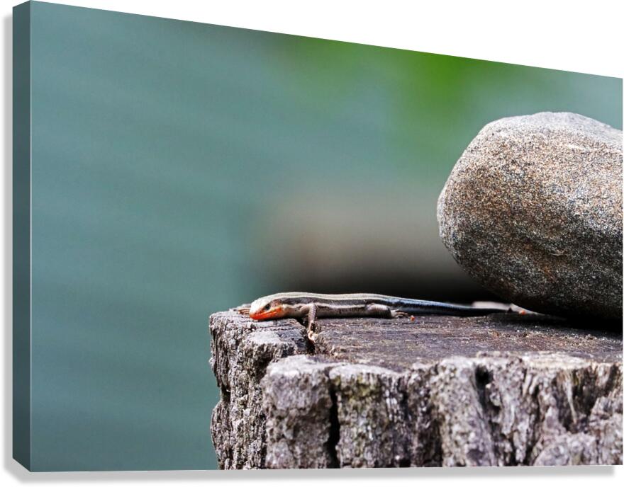 Juvenile Five Lined Skink Canvas Print