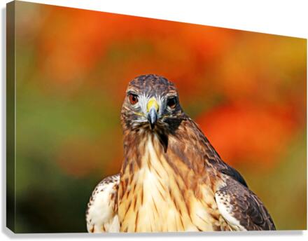 Red Tailed Hawk Stare Canvas Print