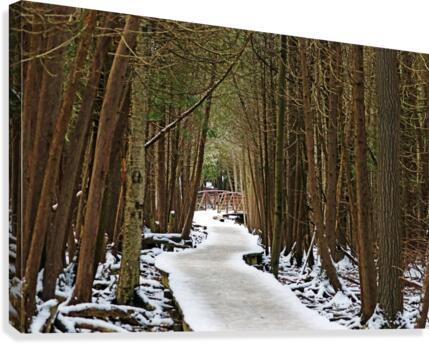 Over The Winter Wetland  Canvas Print