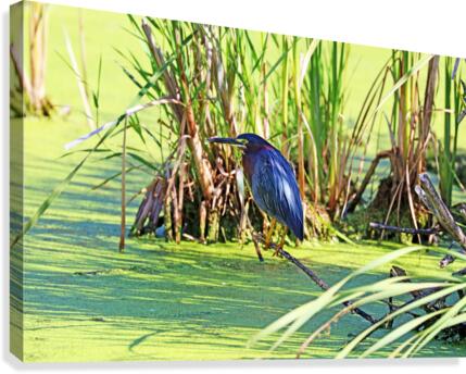 Green Heron Perfect Pose Canvas Print
