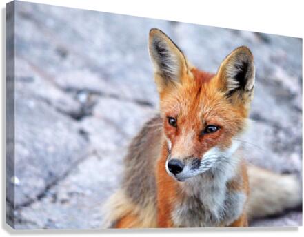 Red Fox Portrait Canvas Print