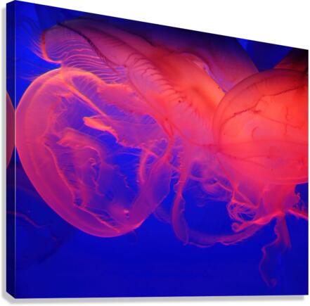 Jellyfish Abstract Canvas Print