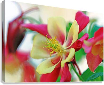 Columbine Canvas Print