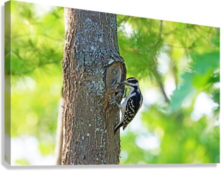 Knock Knock Canvas Print