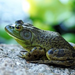 Bullfrog